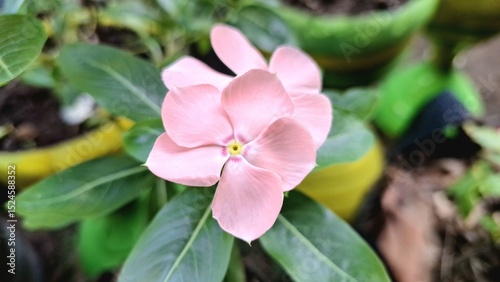 Beautiful pink Vinca flower (Catharanthus roseus) with green leaves and water pearls, symbolizing resilience and often used in herbal remedies.