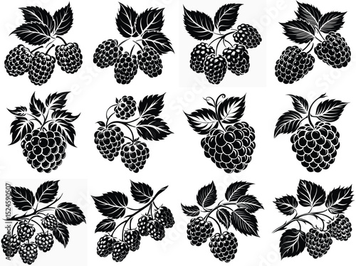 Mulberry fruit silhouette vector illustration isolated on white background.