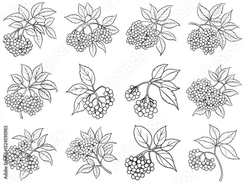 Elderberry fruit outline vector illustration isolated on white background. 