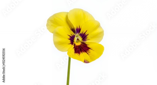 Vibrant Yellow Pansy Flower with Dark Center Against White Background, Close-up Studio Shot of a Single Blossom