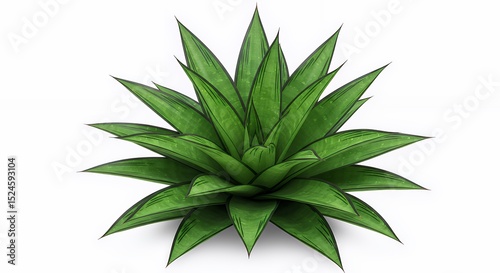 Stunning Green Agave Plant Detailed Illustration Against White Background