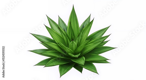 Vibrant Green Agave Plant Isolated on White Background Botanical Illustration