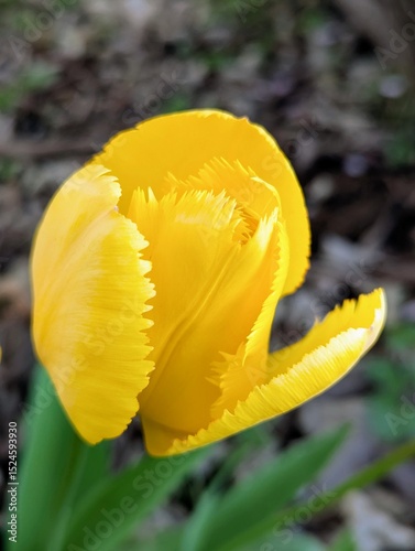yellow tulip flower