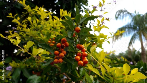 red berries on a treeVibrant orange berries of Duranta erecta (Golden Dewdrop) stand out against lush green and yellow foliage, with hints of purple flowers and palm trees in the background under a br