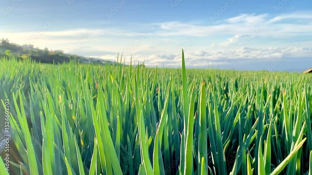 Beautiful spring onion plantation with the morning sun rising and the breeze blowing from near the slopes of Mount Sumbing Kaliangkrik Magelang, Central Java, Indonesia.