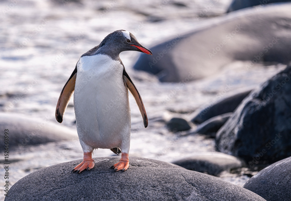 Fototapeta premium Gentoo Penguins behavior of Antarctica 