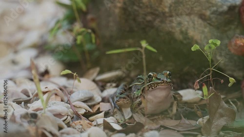 Southern Leopard Frog