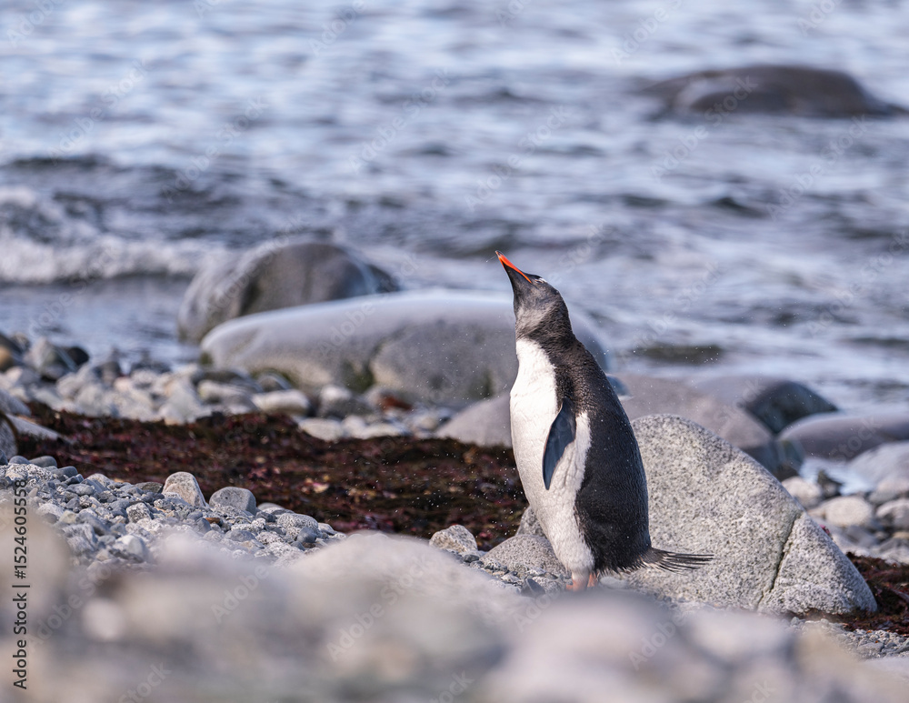 Fototapeta premium Gentoo Penguins behavior of Antarctica 