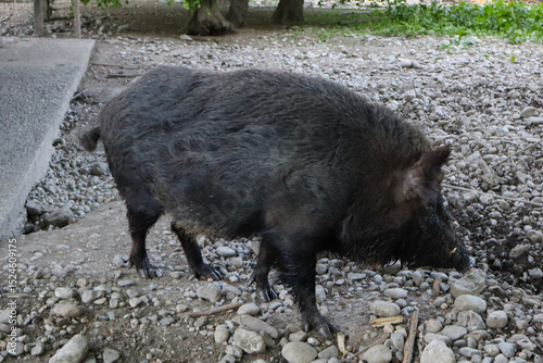 A wild boar with dark fur foraging through a rocky terrain. Its thick coat and strong build are evident showcasing the wild boar’s unique characteristics as it searches for food in its natural habitat