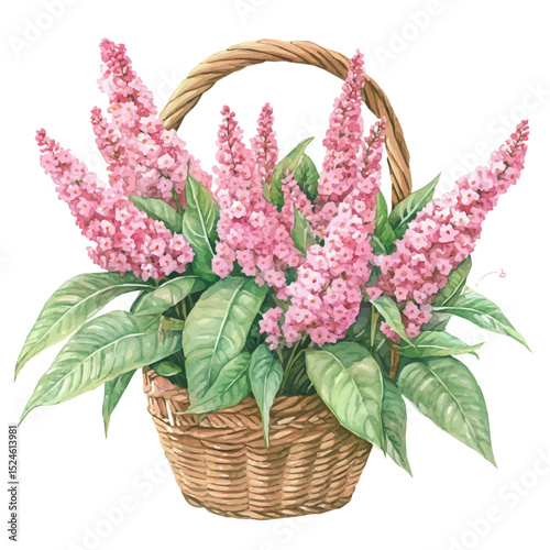 A Persicaria Flower Basket, watercolor clipart vector, high quality, isolated on a white background.