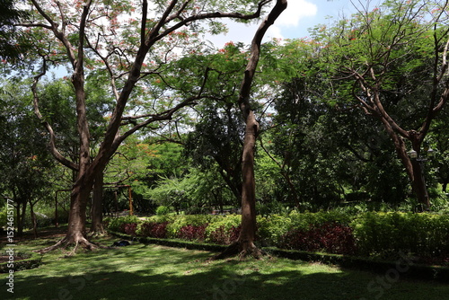 Fototapeta Naklejka Na Ścianę i Meble -  trees in the park bangkok Thailand