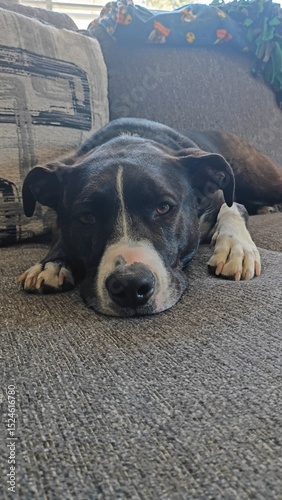 Sleepy Dog on the Couch