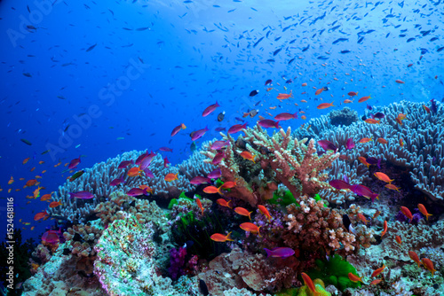 anthias swimming over the reef 