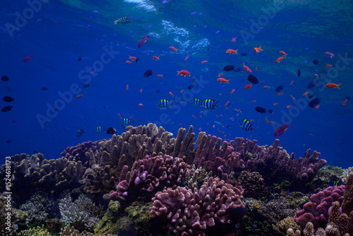 Fototapeta Naklejka Na Ścianę i Meble -  coral reef with anthias fish in Fiji
