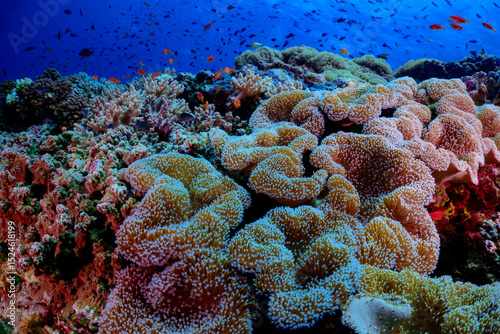 Fototapeta Naklejka Na Ścianę i Meble -  Soft corals with anthias fish 
