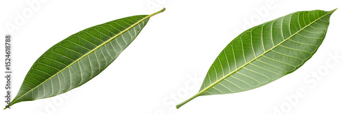 green leaf of mango tree  isolated on white background