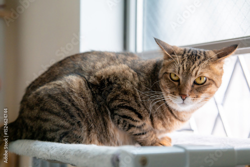 Wallpaper Mural 窓際の棚に横たわる猫、カメラを見つめる Torontodigital.ca