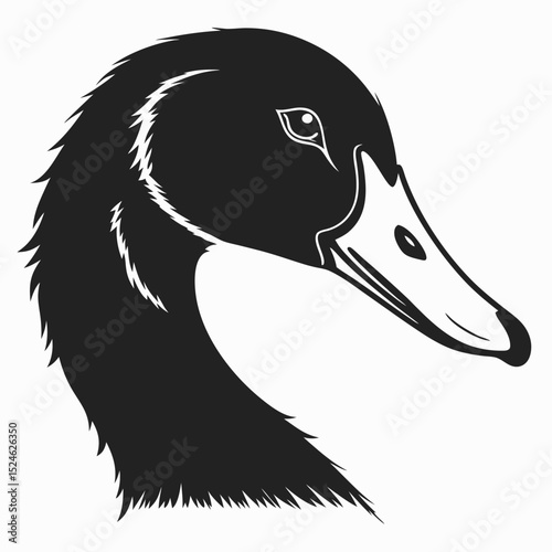 duck isolated on white
