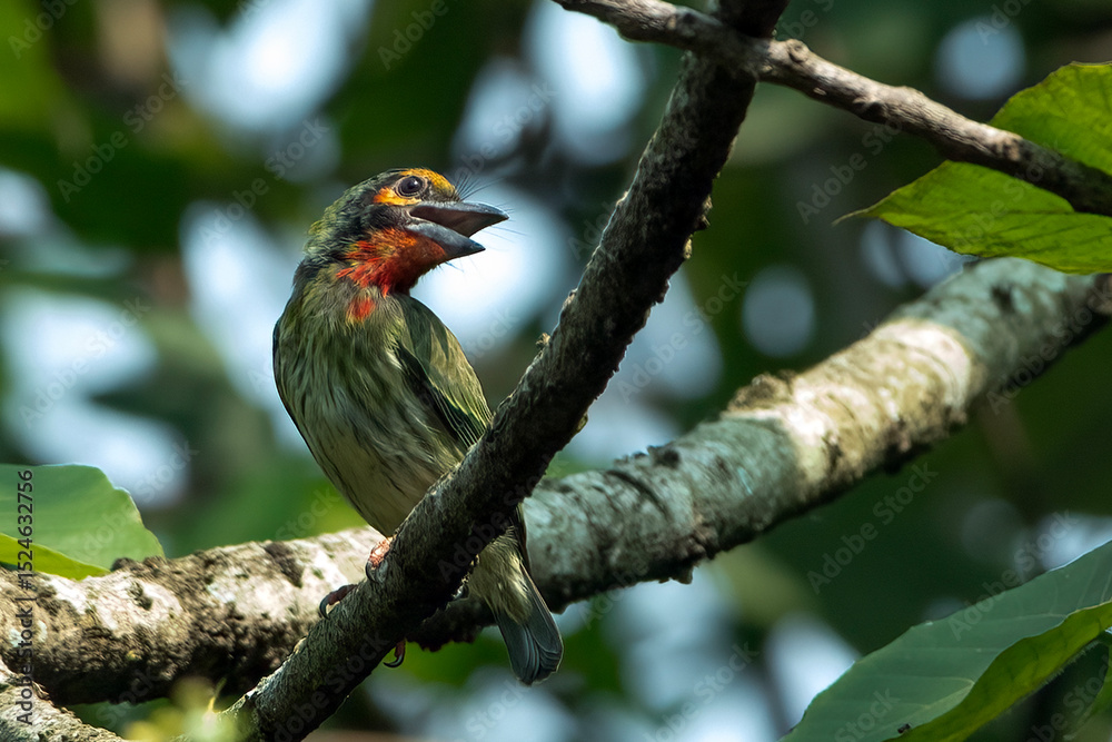 Fototapeta premium Cooper smith barbet on a tree branch at the forest