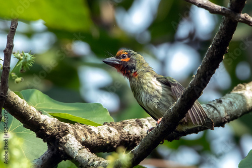 Cooper smith barbet on a tree branch at the forest