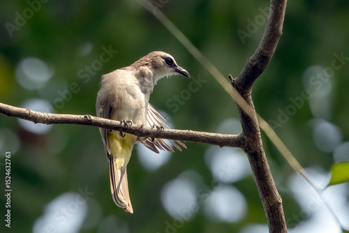 Yellow vented bulbul  is cleaning itself in the hot sun