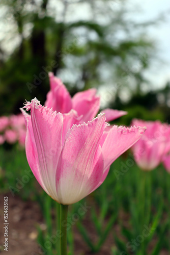 Glade with tulips. Background of pink tulips.