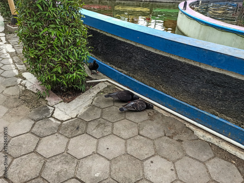 Fototapeta Naklejka Na Ścianę i Meble -  pigeons feeding near the pond