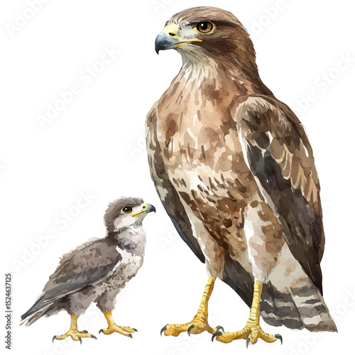 A Mother Buzzard With Her Kid, watercolor clipart vector, high quality, isolated on a white background.