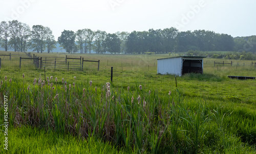Scenic lush green animal farm in summer time in Michigan