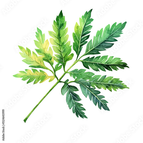 A Mimosa Leaf, watercolor illustration vector, high quality, isolated on a white background.