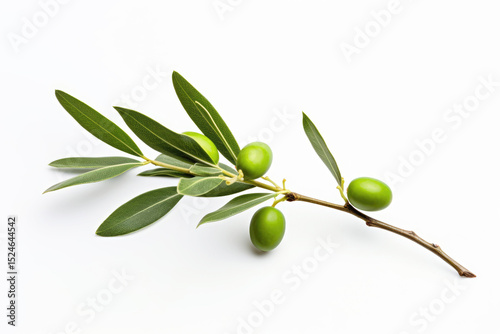 A white background with a green olive branch photo