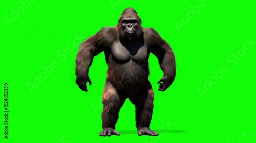Funny brown gorilla dancing. Super realistic fur and hair. Green screen 4K animation