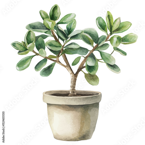 A Jade Plant, watercolor painting vector, high quality, isolated on a white background.