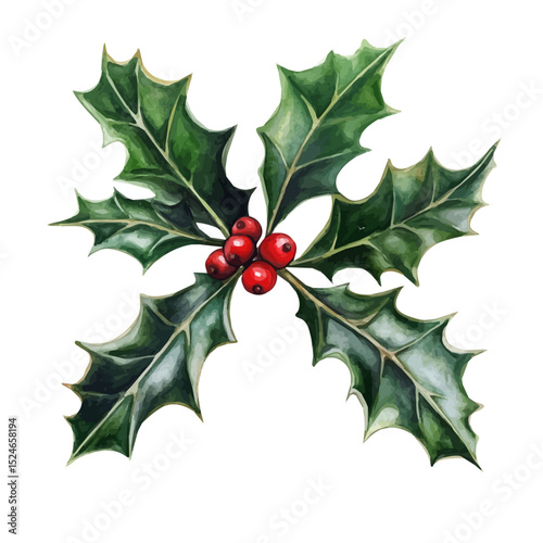 A Holly Leaf, watercolor drawing vector, high quality, isolated on a white background.