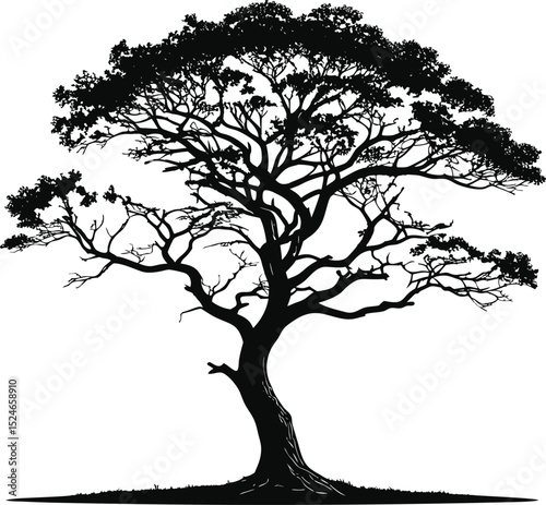Black tree isolated on white background. Silhouette