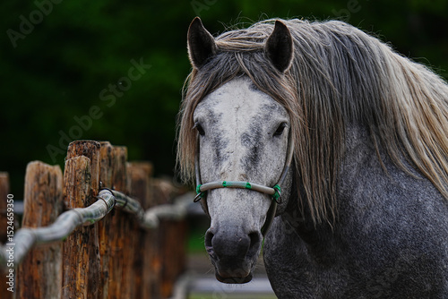 Foto Pensively Morose Handsome Grey Steed