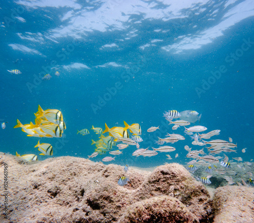Fototapeta Naklejka Na Ścianę i Meble -  coral reef with fish