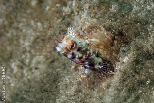 Molly Miller Blenny (Scartella cristata), Blue Heron Bridge, Phil Foster Park, Riviera Beach, Florida