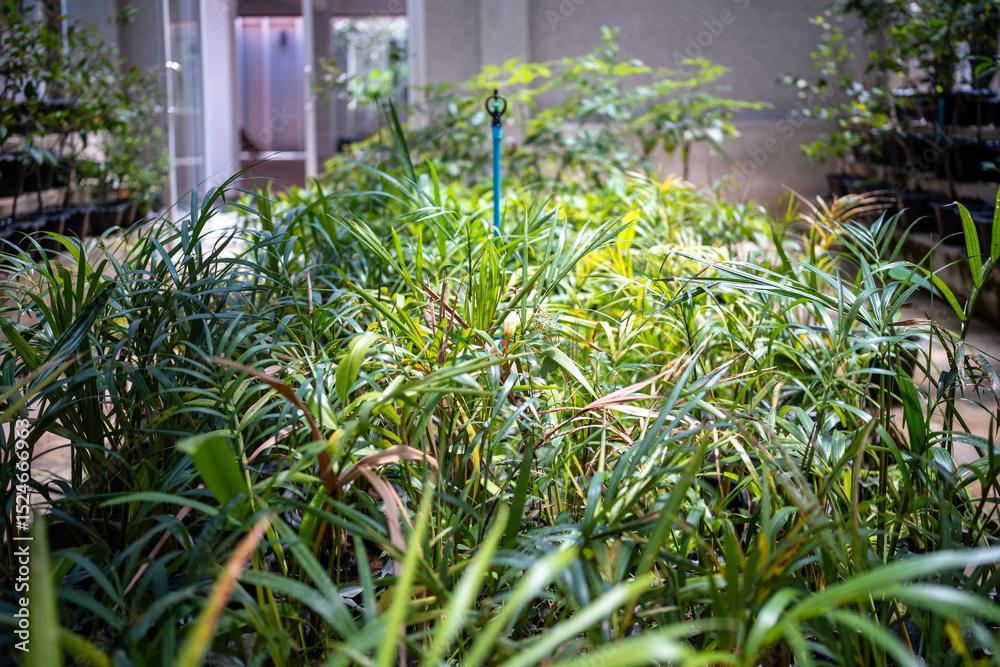 Obraz premium Tropical plant nursery for growing palm seedlings, shrubs, ornamental plants, selective focus. Growing plants for sale indoors, garden supply, plant propagation. Commercial horticulture