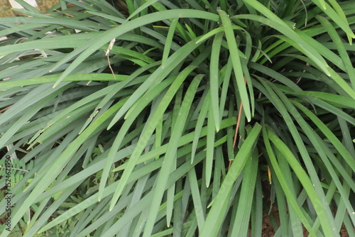 Dense green grass with long narrow blades fills the frame showcasing natural textures and lush foliage
