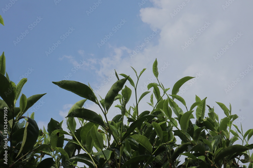 Obraz premium Green tea leaves fill the lower frame against a blue sky with white clouds