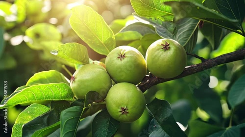 Cluster of ripe green guavas growing on a tree branch in sunlight, Cluster of green ripe guavas on tree branch with lush leaves, sunlight filtering through