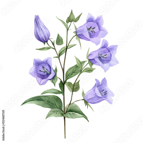 A Campanula Plant, watercolor illustration vector, high quality, isolated on a white background.