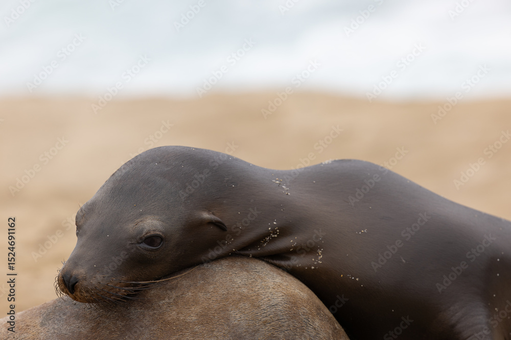 Naklejka premium A California Sea Lion rests on the rocks above the beaches and coastline of La Jolla, California near San Diego.