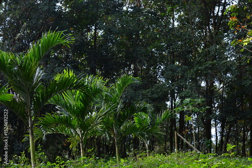 Wallpaper Mural Lush tropical forest in springtime with palm trees and dense green foliage, perfect for nature backgrounds, eco themes, and landscape designs Torontodigital.ca