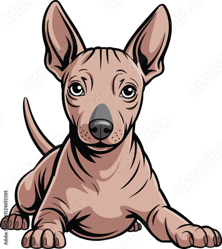 American Hairless Terrier Dog
