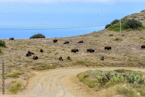 Herd of Bison near the road, Catalina Island, California