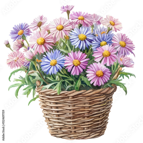 A Aster Flower Basket, watercolor vector, high quality, isolated on a white background.