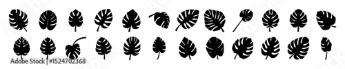 Montserrat leaf silhouette vector illustration