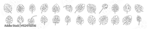 Montserrat leaf line vector illustration